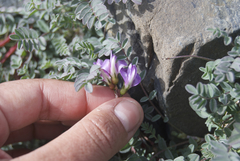 Astragalus nutzotinensis