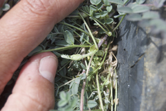 Astragalus nutzotinensis