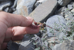 Astragalus nutzotinensis