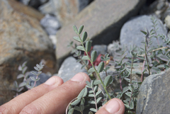 Astragalus nutzotinensis