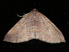 Larentia apotoma