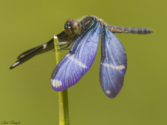 Zenithoptera lanei
