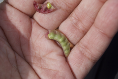 Astragalus nutzotinensis