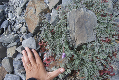 Astragalus nutzotinensis