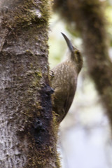 Xiphocolaptes promeropirhynchus