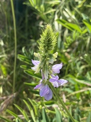 Galega