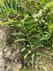 Galega