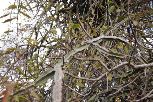 Image of Cissus cactiformis by (c) Tony Rebelo, some rights reserved (CC BY-SA)