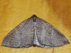 Larentia apotoma