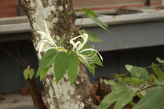 Bauhinia tarapotensis