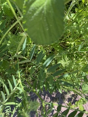 Galega