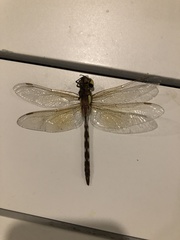 Anaciaeschna jaspidea
