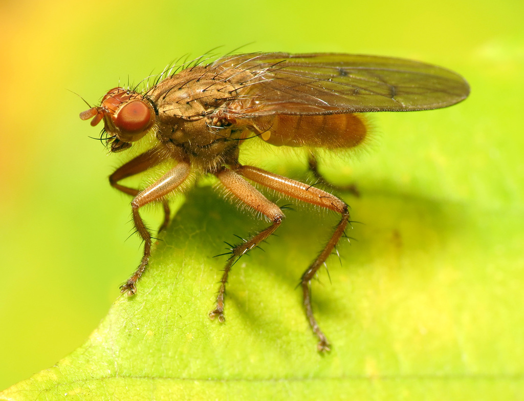 Furcate Dung Fly