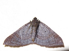 Larentia apotoma