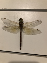 Anaciaeschna jaspidea