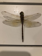 Anaciaeschna jaspidea