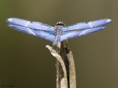 Zenithoptera lanei
