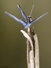 Zenithoptera lanei