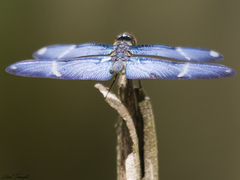 Zenithoptera lanei