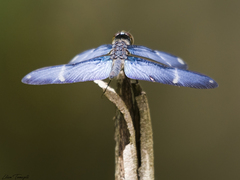 Zenithoptera lanei