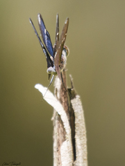 Zenithoptera lanei