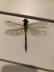 Anaciaeschna jaspidea