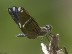Zenithoptera lanei