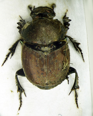 Palaeonthophagus