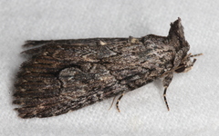 Crioa acronyctoides