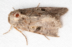 Spodoptera exempta