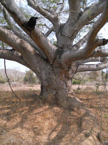 elephant ear tree