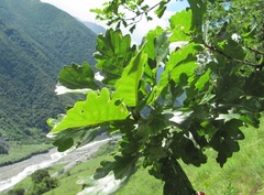 Quercus macranthera
