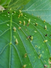 Phytoptus