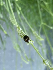Chrysolina americana