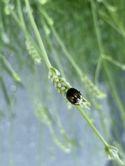 Chrysolina americana