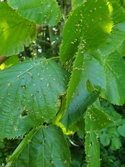 Phytoptus