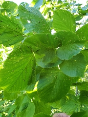 Phytoptus