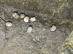 Nerita versicolor