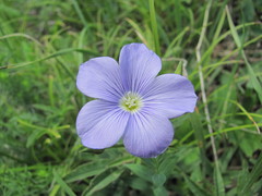 Linum nervosum
