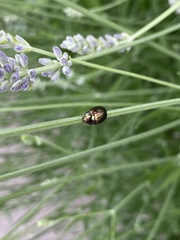 Chrysolina americana