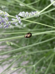 Chrysolina americana