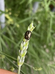 Chrysolina americana
