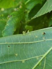 Phytoptus