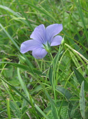 Linum nervosum