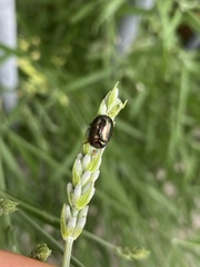 Chrysolina americana
