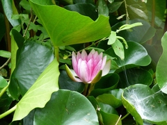 Nymphaea × marliacea