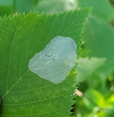 Phyllonorycter tritaenianella