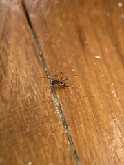 Araneae