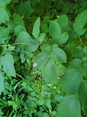 Phyllonorycter tritaenianella