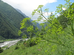 Bilacunaria microcarpos